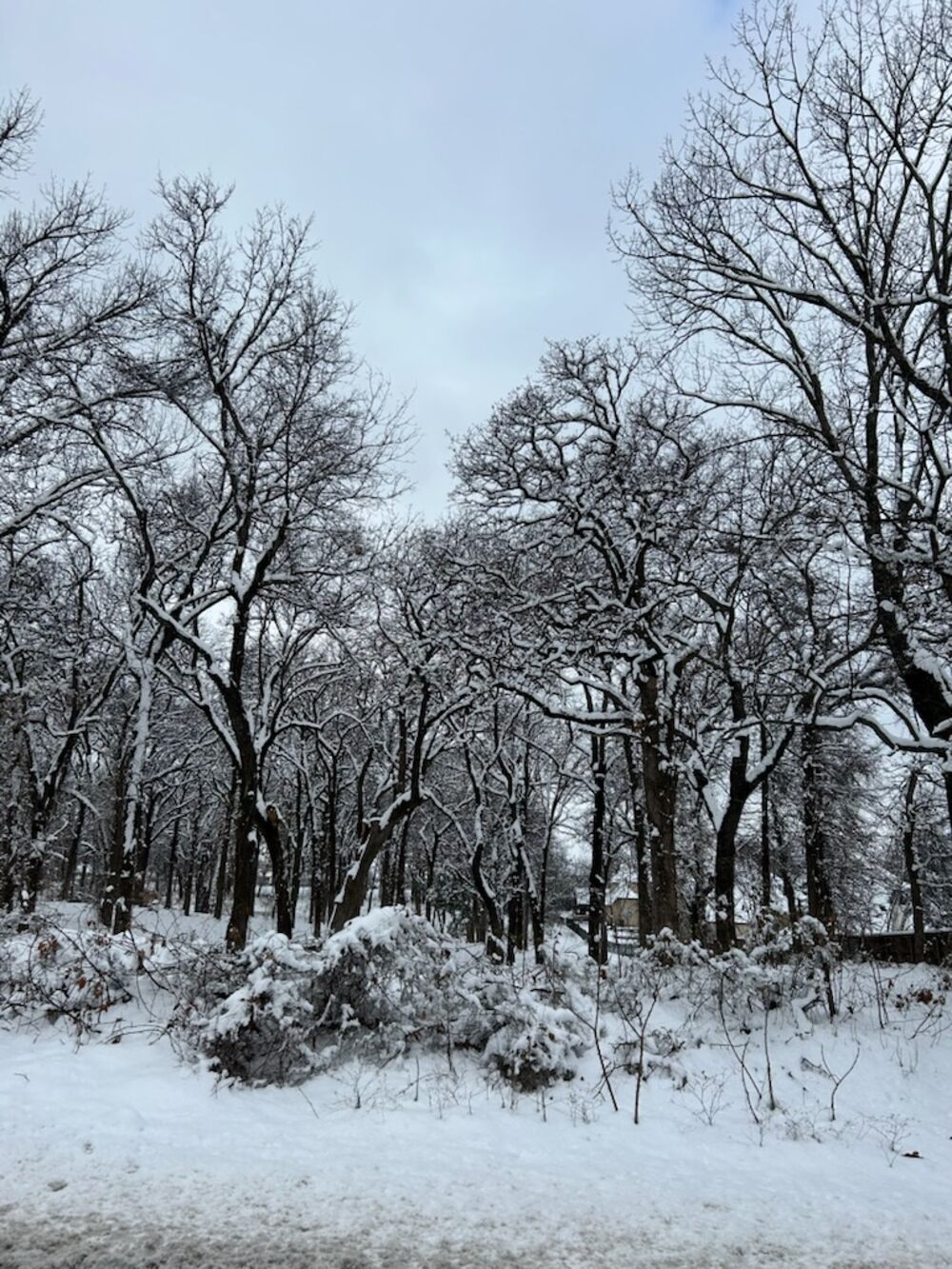 Winter Tree Care: Snow-covered trees in need of trimming and maintenance to prevent damage and ensure safety.