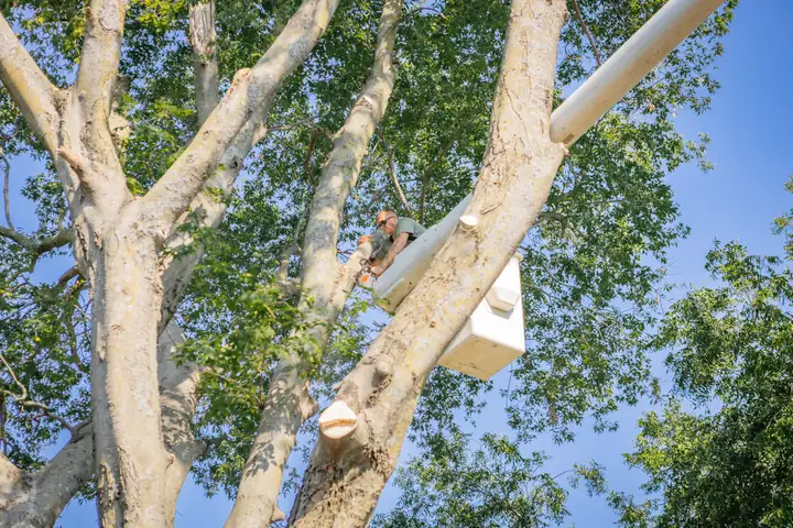 Ironwood Tree Service crew — job 1