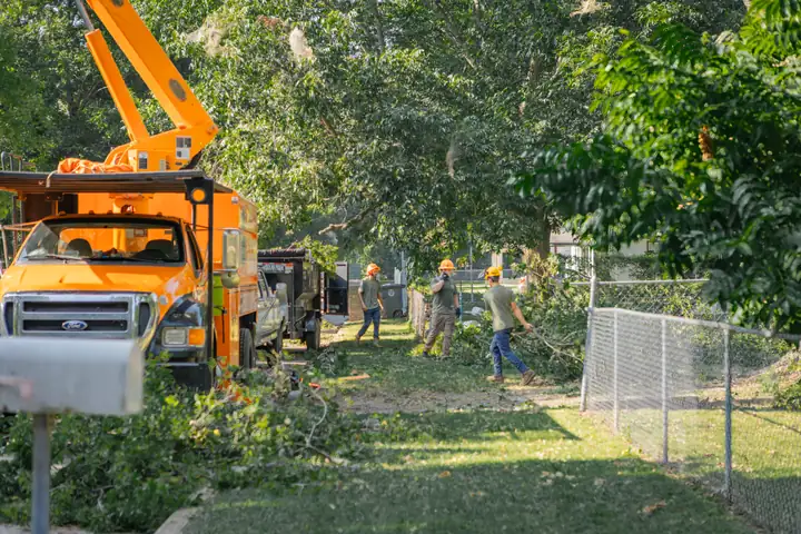 Ironwood Tree Service crew — job 2
