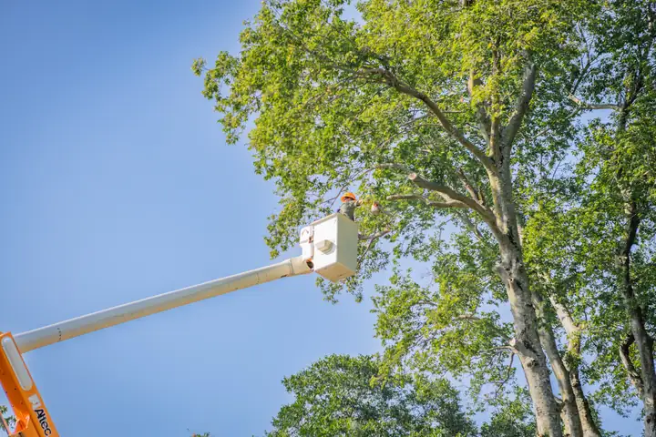 Ironwood Tree Service crew — job 3