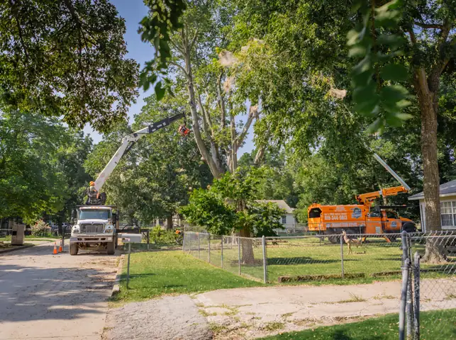 Ironwood Tree Service crew — job 7