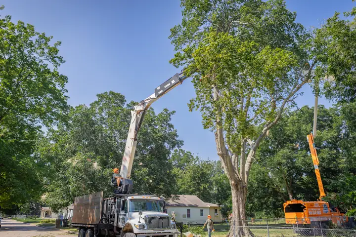 Ironwood Tree Service crew — job 9