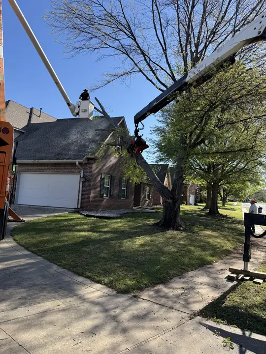 Ironwood Tree Service crew — job 15