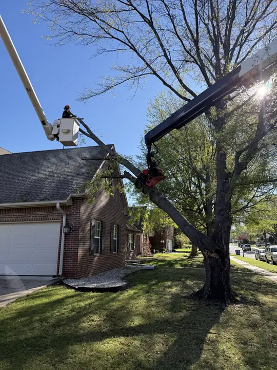 Ironwood Tree Service crew — job 16