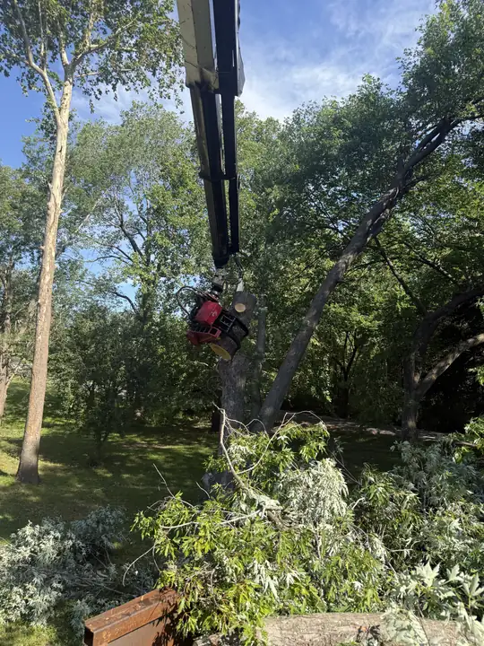 Ironwood Tree Service crew — job 19