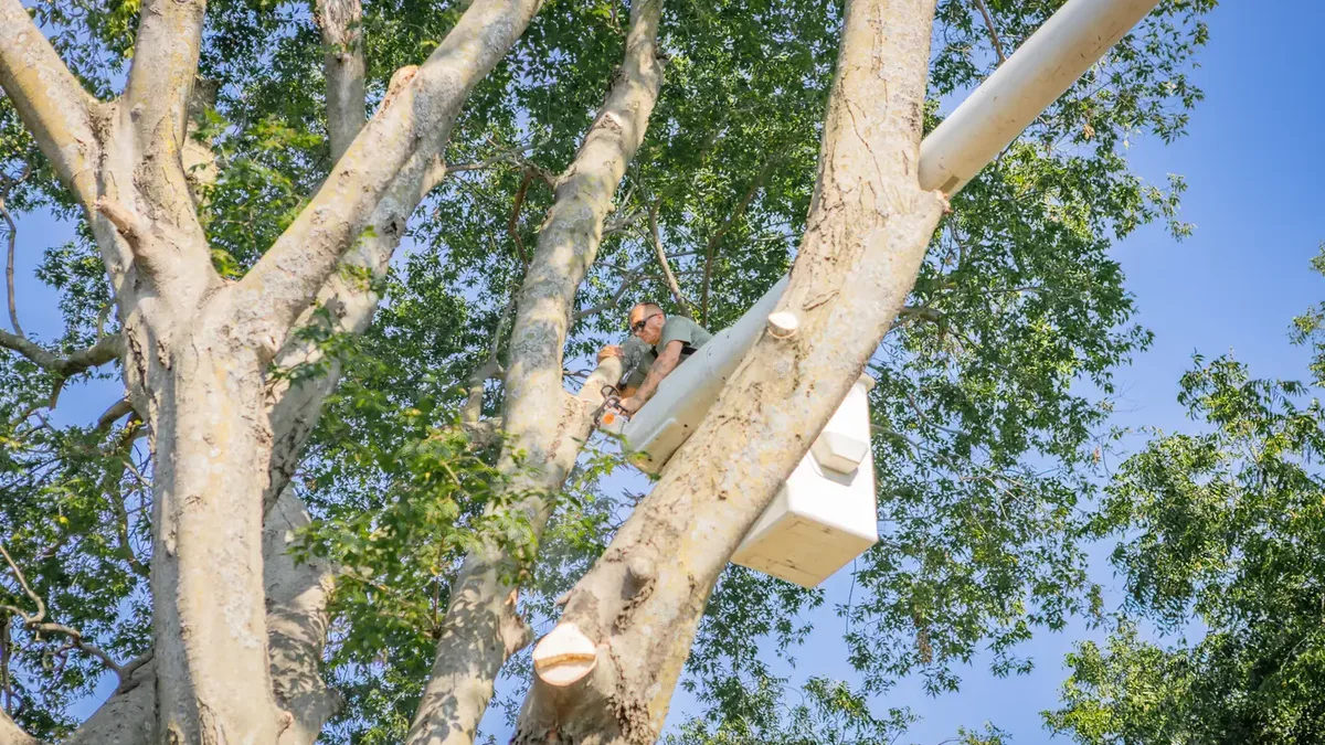 Ironwood Tree Service arborist in bucket truck trimming a large tree in Tulsa, OK
